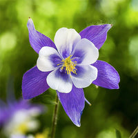Heavenly Blue Aquilegia – Perennial Flower Seeds