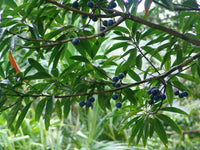 Blue Marble Tree Elaeocarpus Angustifolius – Fruit Tree Seeds