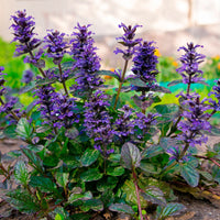 Ajuga Bugleweed Ajuga Reptans Ground Cover Flower Seeds