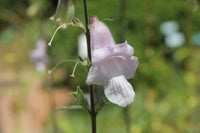 Zimbabwe Foxglove Organic Flower Seeds ,Ceratotheca triloba  for Natural Landscape Gardens
