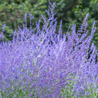 Russian Sage Seeds Perovskia Atriplicifolia Drought-Tolerant Perennial Fragrant Lavender-Blue Flowers