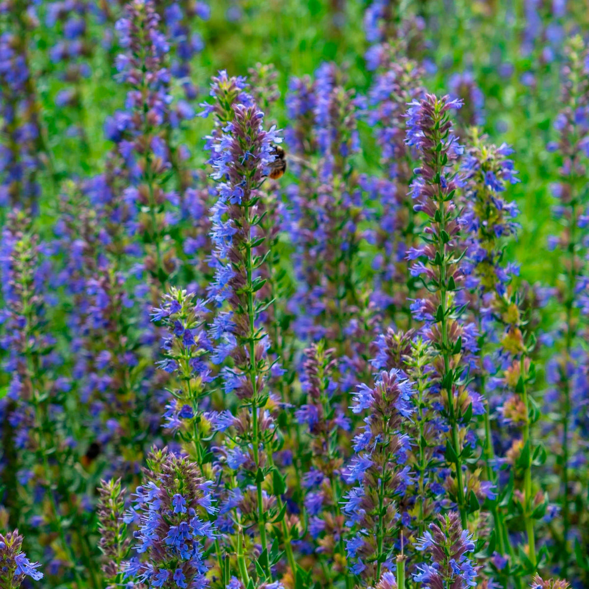 Hyssop Seeds, Hyssopus officinalis for Herb Garden Planting