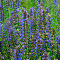 Hyssop Seeds, Hyssopus officinalis for Herb Garden Planting