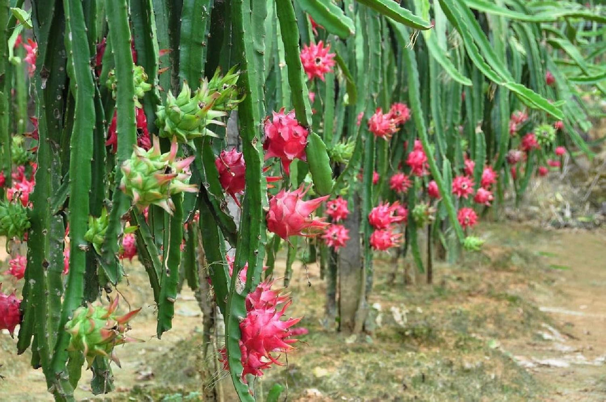 Dragon Fruit Pitaya – Fruit Garden Seeds with Spectacular Flowers