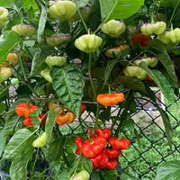 Aji Dulce Pepper (Capsicum chinense) Seeds for Planting – Heirloom, Non-GMO, Mild Flavor, Easy to Grow, Annual Variety