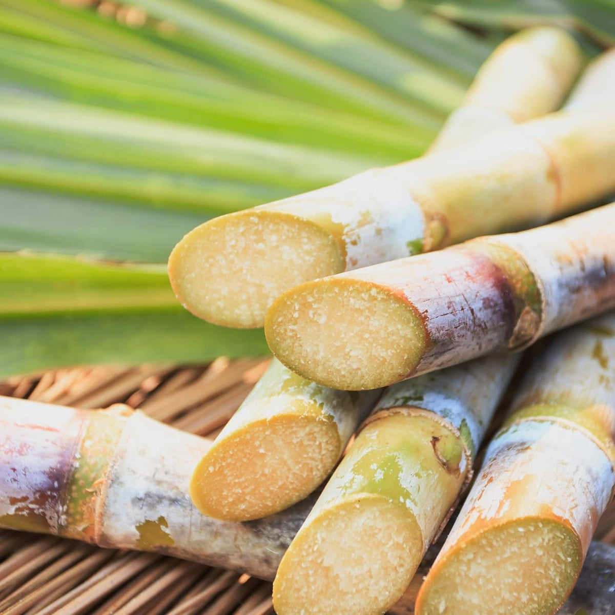 Sugarcane Yellow Variety – Easy-to-Grow Garden Cane Stalks