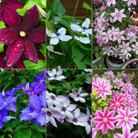 Clematis Mixed Color Climbing Flower Seeds