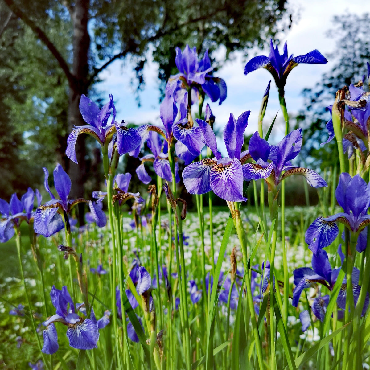 Illyrian Iris, Iris illyrica flowering plant with ornamental iris foliage
