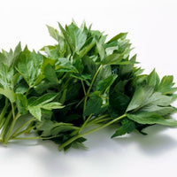 Ashitaba Seeds – Angelica Keiskei Japanese Herb Planting Seeds