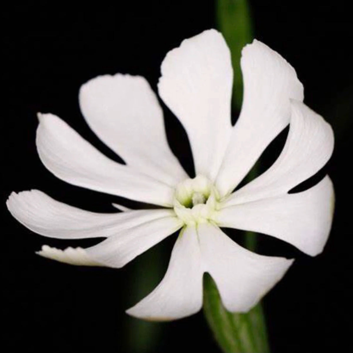 Xhosa Dream Root Silene capensis plant seeds for botanical gardening