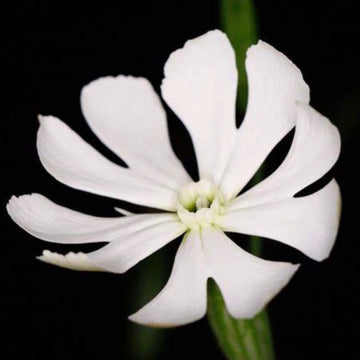 Xhosa Dream Root Silene capensis plant seeds for botanical gardening