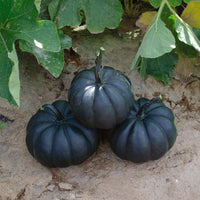 Exotic Black Pumpkin Seeds To Grow Stunning Black Kat Pumpkins – Perennial Flower Seeds