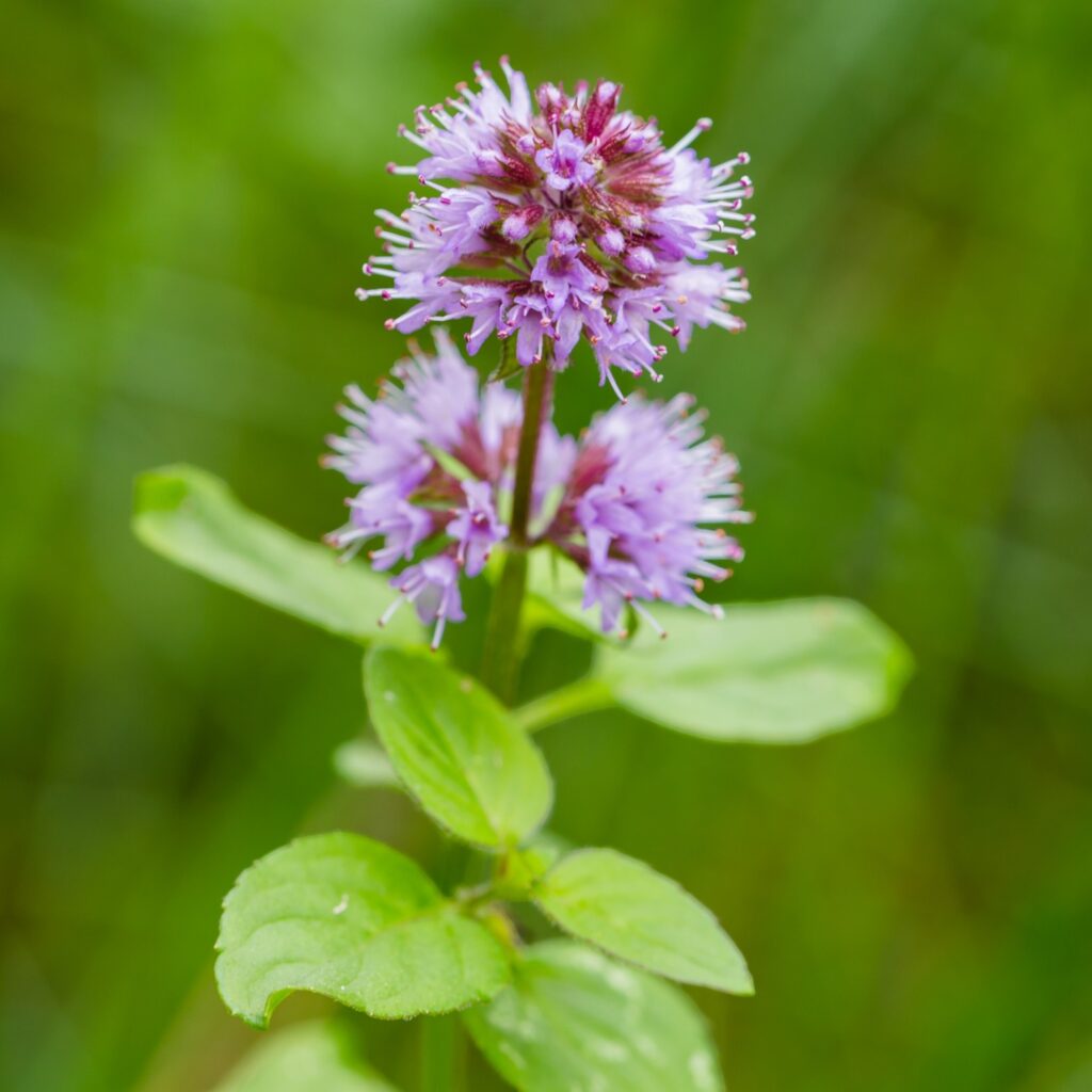 Mentha aquatica Water Mint seeds for moist garden spaces