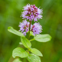 Mentha aquatica Water Mint seeds for moist garden spaces