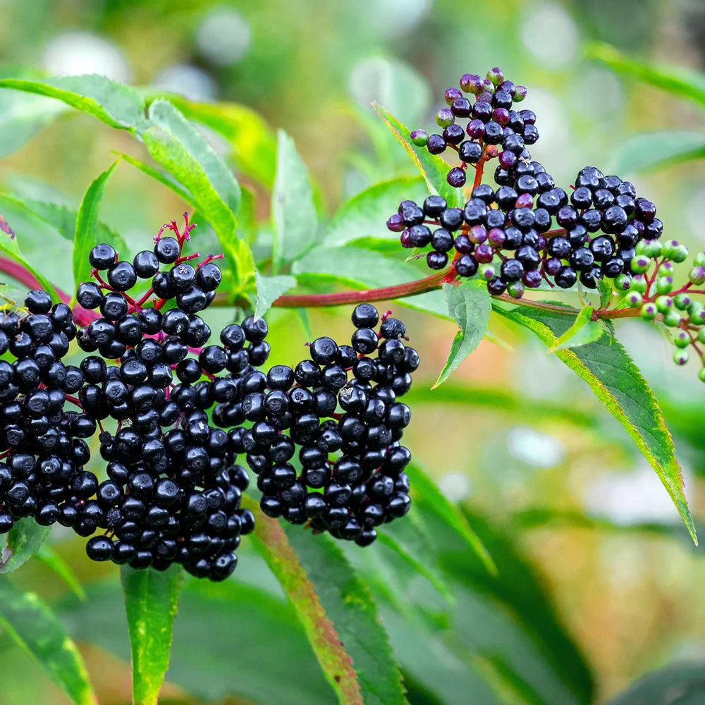Organic European Black Elderberry (Sambucus nigra) shrub with creamy-white flower clusters, dark purple-black berries, and compound green leaves in a garden landscape.