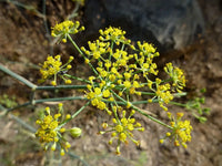 Organic Common Fennel (Foeniculum vulgare) herb plant displaying finely divided feathery green leaves, upright branching stems, and small yellow flowers arranged in compound umbels in a sunny herb garden.
