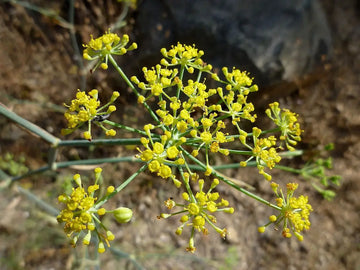 Organic Common Fennel (Foeniculum vulgare) herb plant displaying finely divided feathery green leaves, upright branching stems, and small yellow flowers arranged in compound umbels in a sunny herb garden.