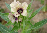 Hyoscyamus niger Organic Seeds – Black Henbane Flowering Plant
