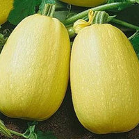 Spaghetti Squash – Summer Vegetable Seeds