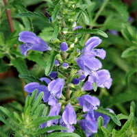 Dracocephalum moldavica Moldavian Balm seeds for herb garden planting