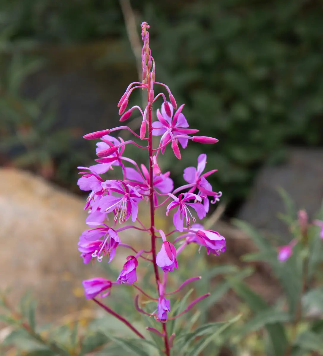 Fireweed Seeds ,Epilobium angustifolium for Wildflower Garden Planting