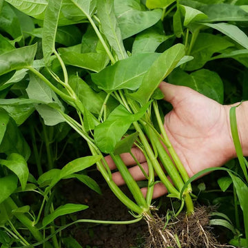 Water Spinach Ipomoea Aquatica – Vegetable Garden Seeds