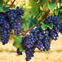 Concord Grape (Vitis labrusca) Seeds – Heirloom, Non-GMO, Sweet Purple Variety, Easy to Grow