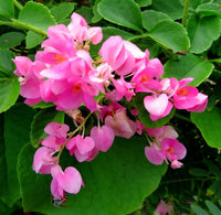 Coral Vine Antigonon Leptopus – Everblooming Climbing Flower Seeds