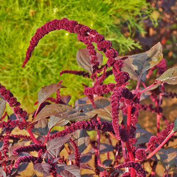 Hopi Red Dye Amaranth plant with deep burgundy foliage and distinctive red flower clusters.