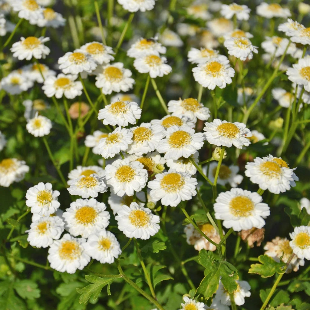 Feverfew Tanacetum parthenium plant featuring finely divided green foliage and white daisy-like flowers with yellow centers.