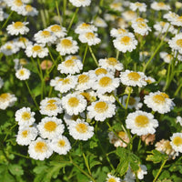 Feverfew Tanacetum parthenium plant featuring finely divided green foliage and white daisy-like flowers with yellow centers.
