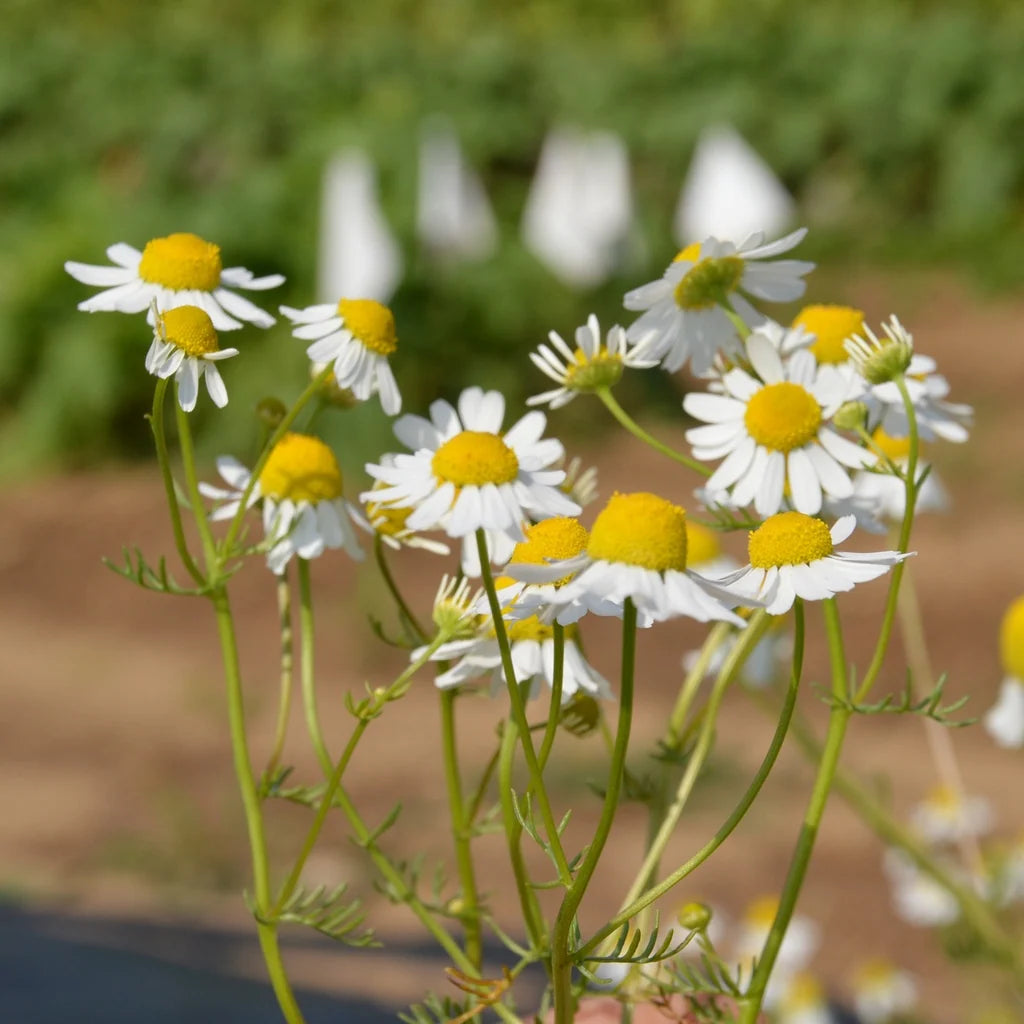 German Chamomile Matricaria recutita herb garden seeds for home gardening