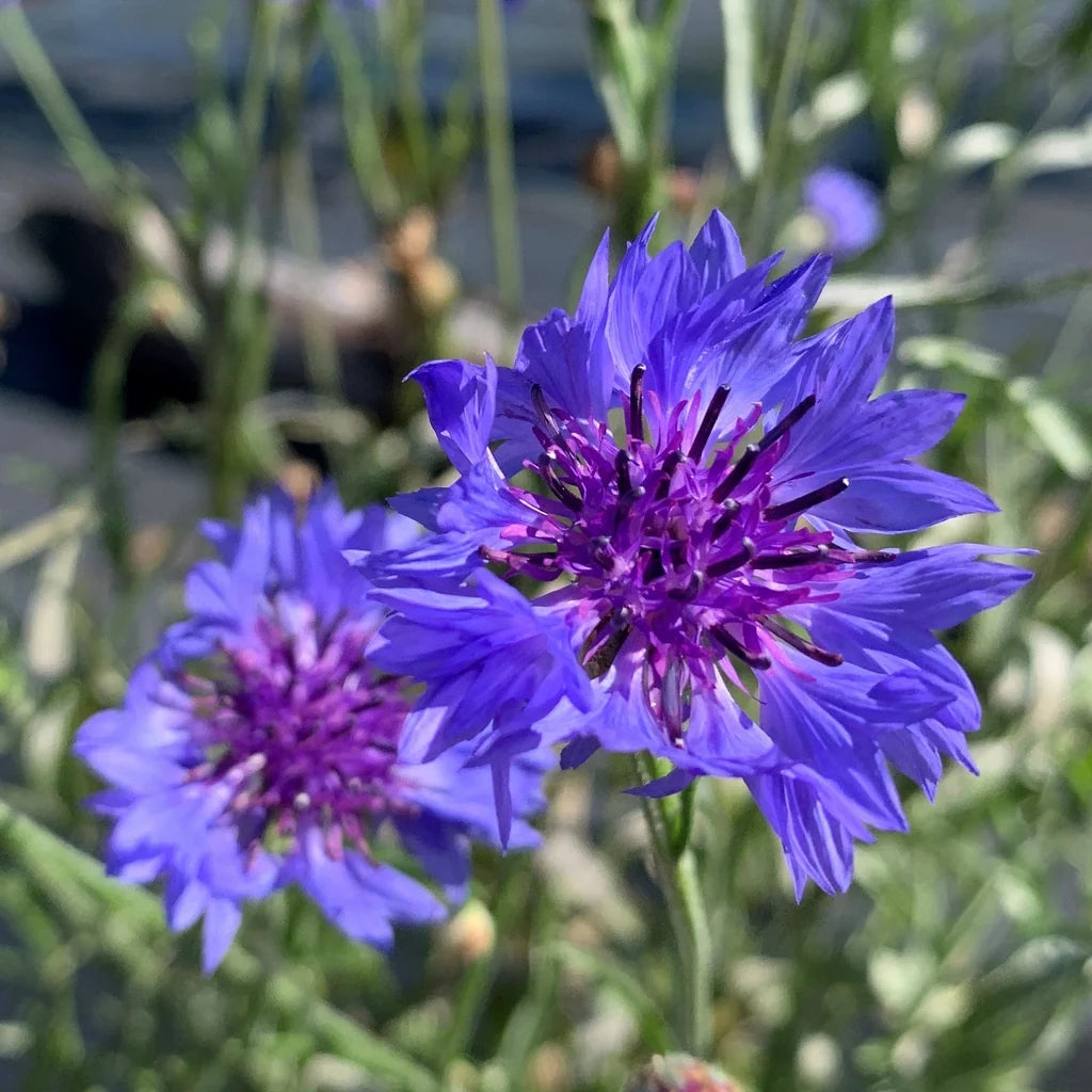 Centaurea cyanus Dark Blue Cornflower garden seeds for ornamental planting