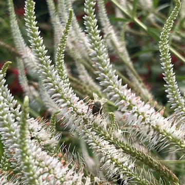 Culver’s Root Veronicastrum virginicum perennial flower plant with tall upright flower spikes.