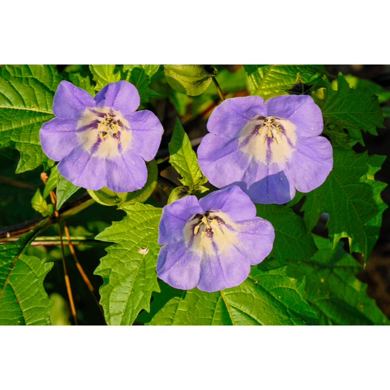 Nicandra physalodes Plant Seeds – Shoo-Fly Garden Plant