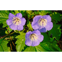 Nicandra physalodes Plant Seeds – Shoo-Fly Garden Plant