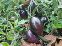 Black Blue Midnight – Garden Fruit Seeds