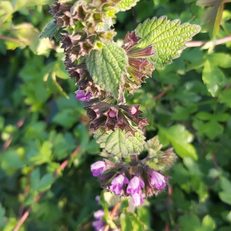 Black Horehound Ballota nigra flowering herb plant with hairy green leaves, branching stems, and clusters of small purple flowers