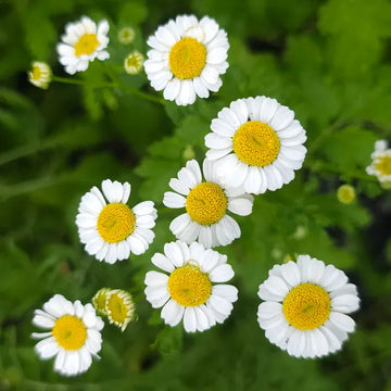 Feverfew Tanacetum parthenium garden seeds for growing a flowering herb at home.