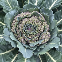 Purple Sprouting Broccoli – Garden Vegetable Seeds