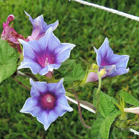 Kikyo Sora Japanese – Garden Flower Seeds