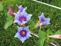 Kikyo Lime Sora – Garden Flower Seeds