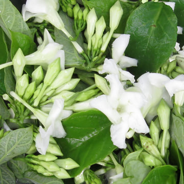 Loroco Flower Seeds Fernaldia Pandurata - Edible Tropical Vine Fragrant Culinary Blossom