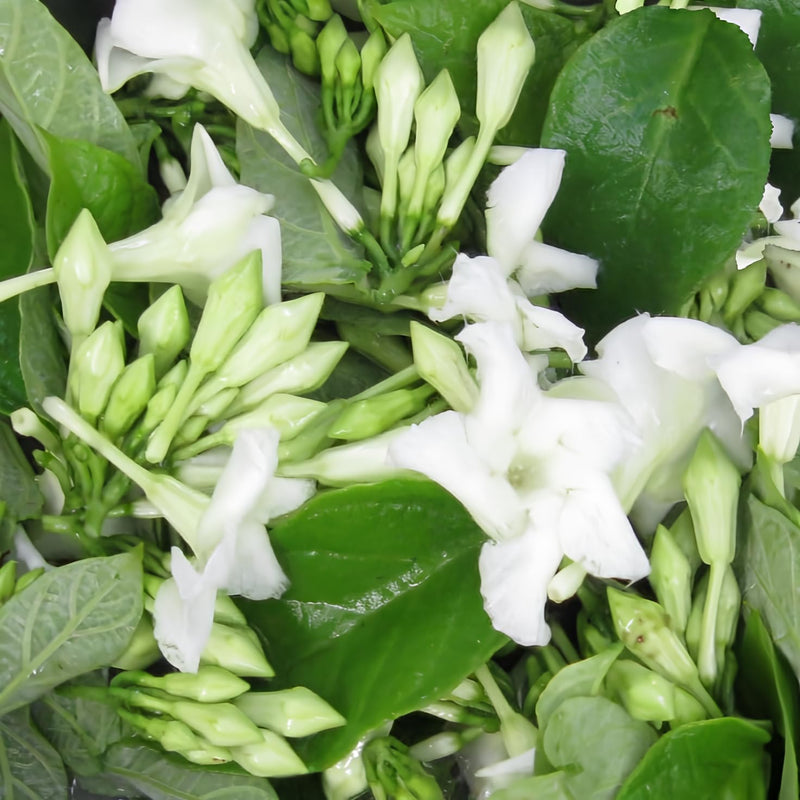 Loroco Flower Seeds Fernaldia Pandurata - Edible Tropical Vine Fragrant Culinary Blossom