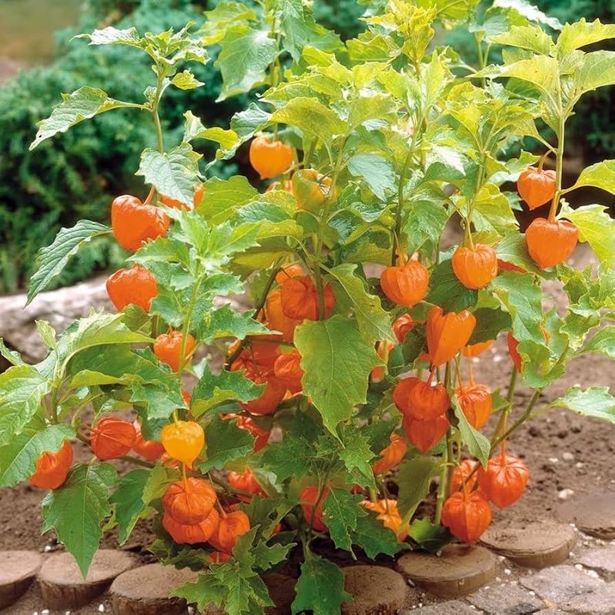 Chinese Lantern Physalis – Garden Flower Seeds