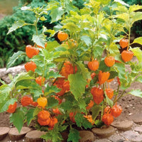 Chinese Lantern Physalis – Garden Flower Seeds