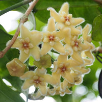 Hoya Mixed Flower Seeds for Planting – Heirloom, Non-GMO, Multi-Color Variety, Easy to Grow, Perennial