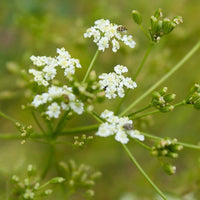 Caraway Herb Heirloom – Garden Herb Seeds