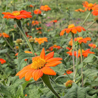 Mexican Sunflower Tithonia rotundifolia Seeds for Flower Gardens and Outdoor Planting