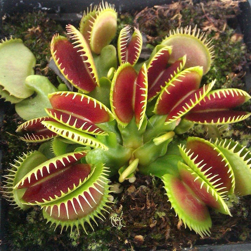 Venus Flytrap Dionaea Muscipula Carnivorous Plant Seeds